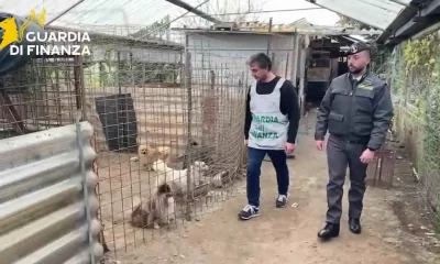 Ercolano, scoperto l’allevamento degli orrori: 43 cani sequestrati in una serra lager