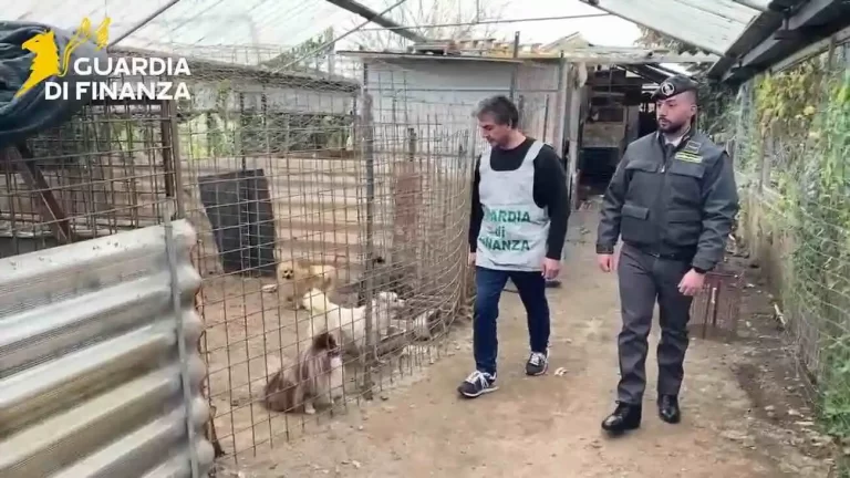 Ercolano, scoperto l’allevamento degli orrori: 43 cani sequestrati in una serra lager