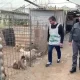 Ercolano, scoperto l’allevamento degli orrori: 43 cani sequestrati in una serra lager