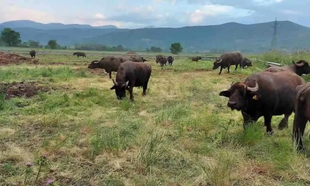Latte di bufala: senza tracciabilità crollano i prezzi e la qualità, a rimetterci allevatori e consumatori