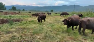 Latte di bufala: senza tracciabilità crollano i prezzi e la qualità, a rimetterci allevatori e consumatori