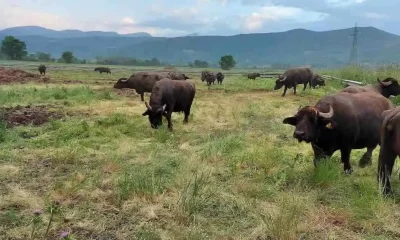 Latte di bufala: senza tracciabilità crollano i prezzi e la qualità, a rimetterci allevatori e consumatori