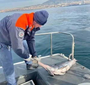 Pesca di frodo nel porto di Torre del Greco: sequestrata rete da 1.000 metri all’imboccatura