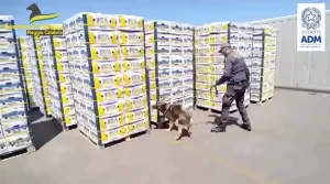 Traffico di droga tra Calabria e Campania: cinque ai domiciliari