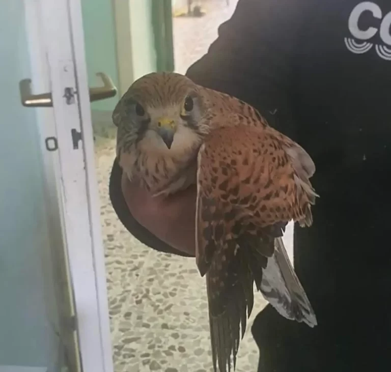 Gheppio in difficoltà salvato dai volontari ELSA