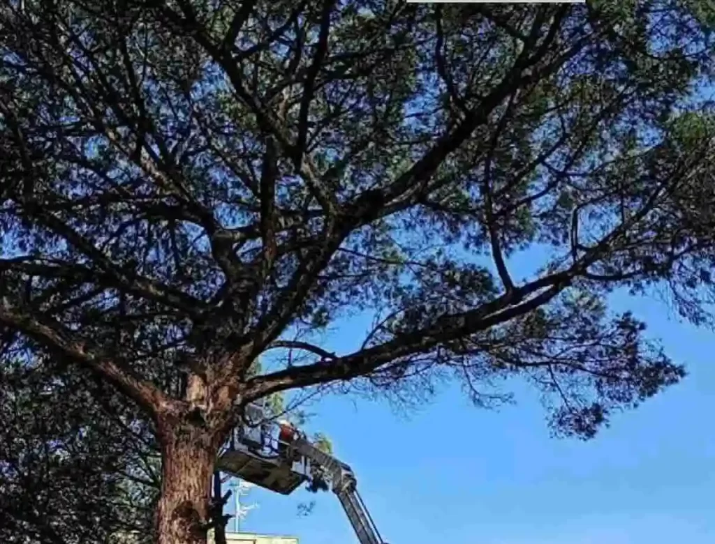 Napoli, abbattuto il pino secolare di via Netti: il motivo dietro alla controversa decisione