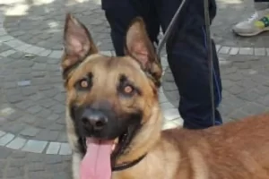 Salerno, il cane Spike scopre droga nascosta nel carcere durante un controlloϊόν