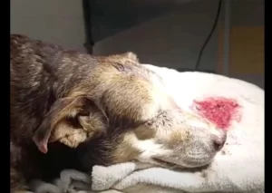 Cane legato e maltrattato a Bacoli: l’orrore in via Fusaro sconvolge la comunità