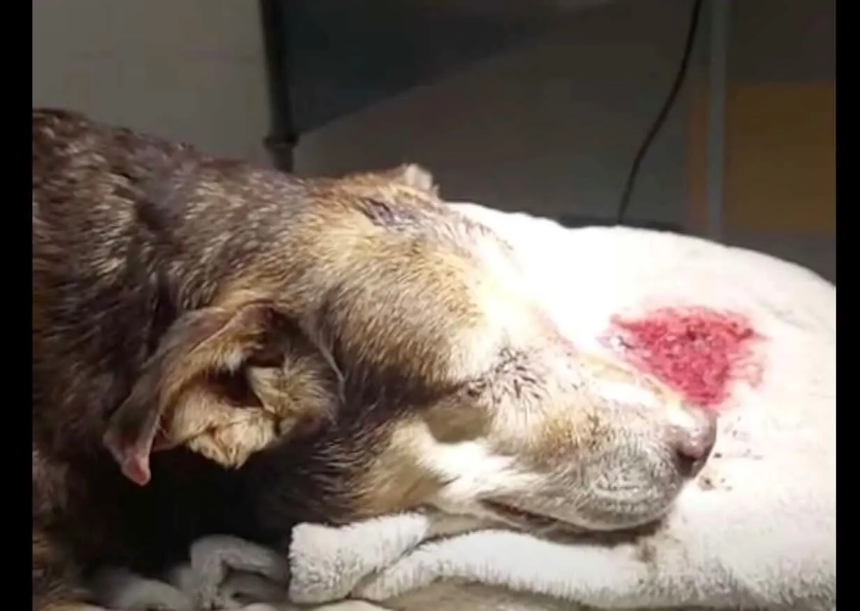 Cane legato e maltrattato a Bacoli: l’orrore in via Fusaro sconvolge la comunità