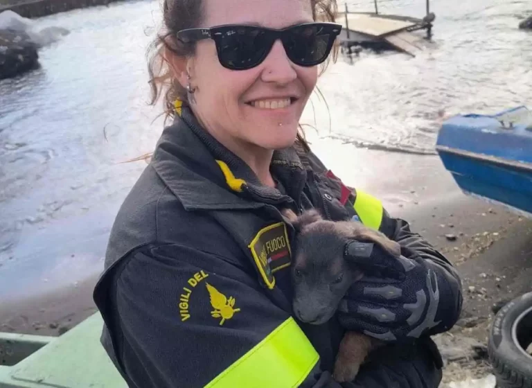 Napoli, Vigili del Fuoco e volontari salvano cuccioli in mare da una tragedia imminente