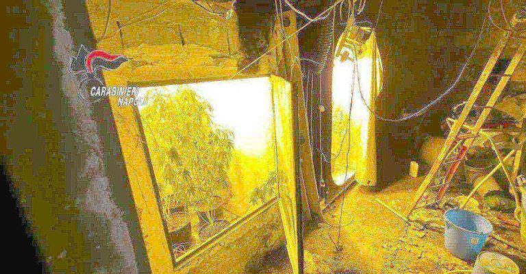 Scoperta serra indoor per la coltivazione di marijuana a Somma Vesuviana