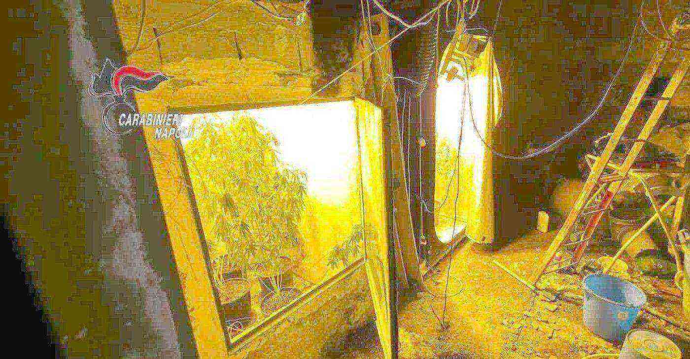 Scoperta serra indoor per la coltivazione di marijuana a Somma Vesuviana