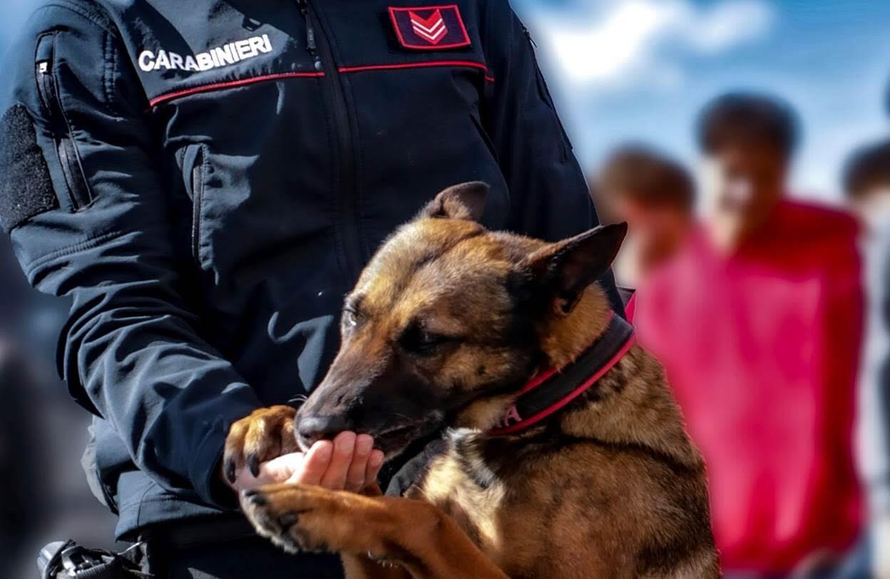 Maddaloni, arrestato pusher grazie al fiuto di Thelma: sequestrati hashish e contanti