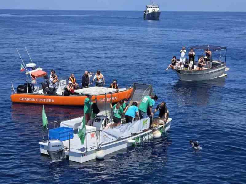 Regno di Nettuno, liberate cinque tartarughe caretta caretta nel mare napoletano