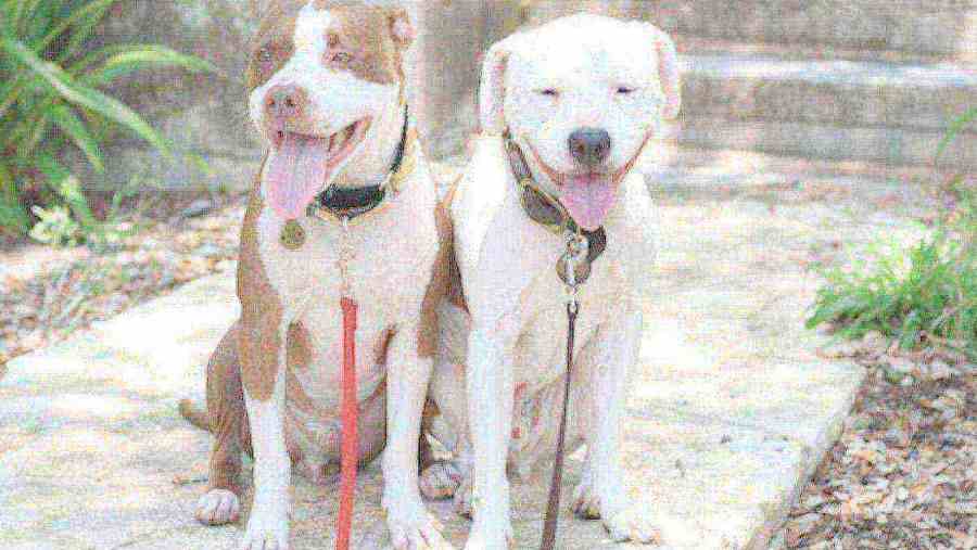 Rione Sanità, recuperati due pitbull vaganti: ora sotto la custodia dell’Asl di Napoli