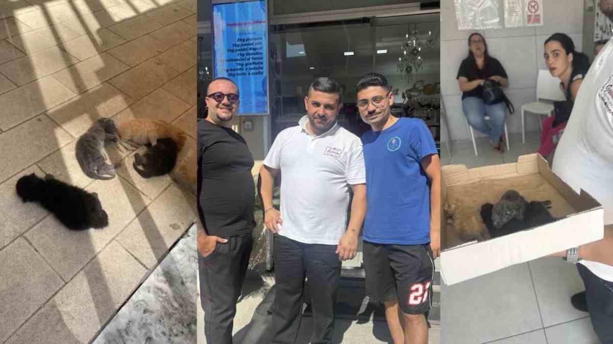 Villaricca, recuperati quattro gattini abbandonati sotto un’auto: salvi grazie all’intervento dei volontari