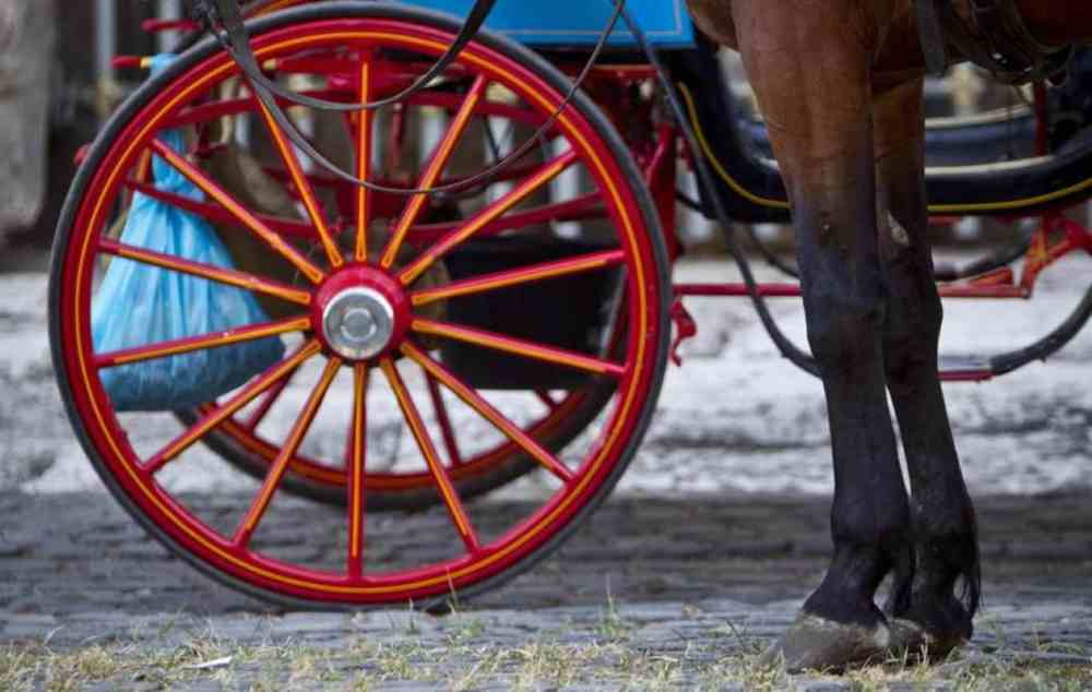 Sorrento, divieto di carrozzelle trainate da cavalli durante le ore più calde