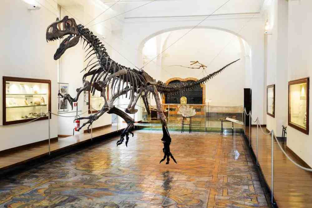 Napoli, il Centro Musei di Scienze Naturali si rifà il look grazie al PNRR