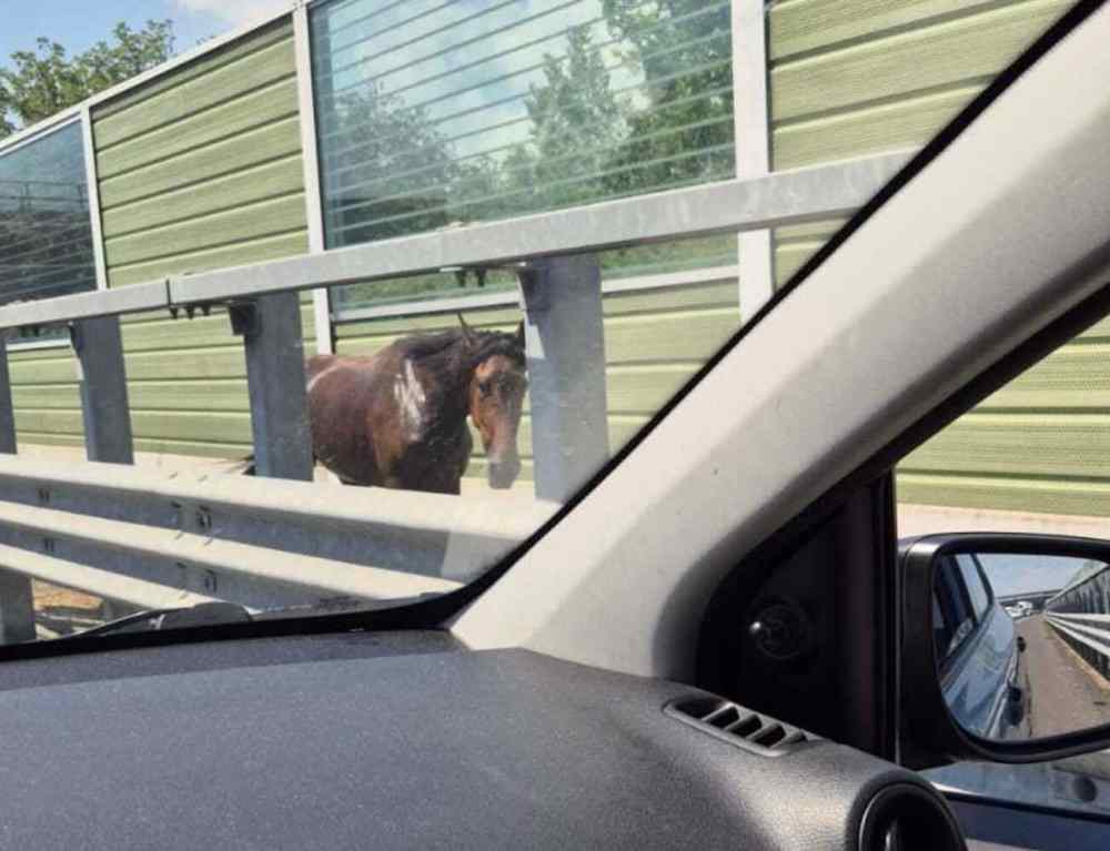 Cavallo in difficoltà sulla Caserta-Napoli: automobilisti intervenuti in attesa dei soccorsi