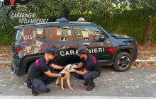 Bacoli, rifiuti e cucciolo abbandonato: arrestato un 52enne grazie alle telecamere dei Carabinieri