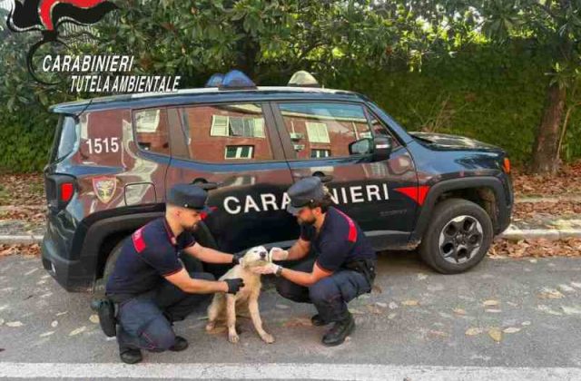 Bacoli, rifiuti e cucciolo abbandonato: arrestato un 52enne grazie alle telecamere dei Carabinieri