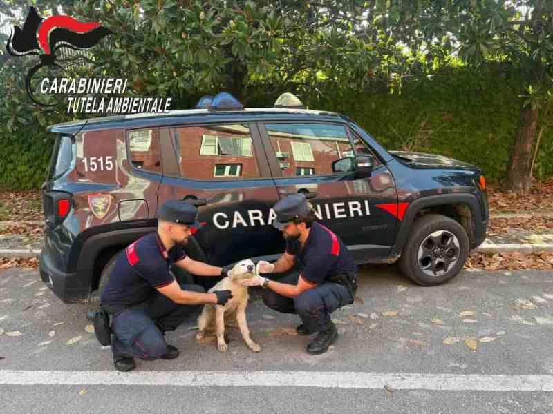 Bacoli, rifiuti e cucciolo abbandonato: arrestato un 52enne grazie alle telecamere dei Carabinieri
