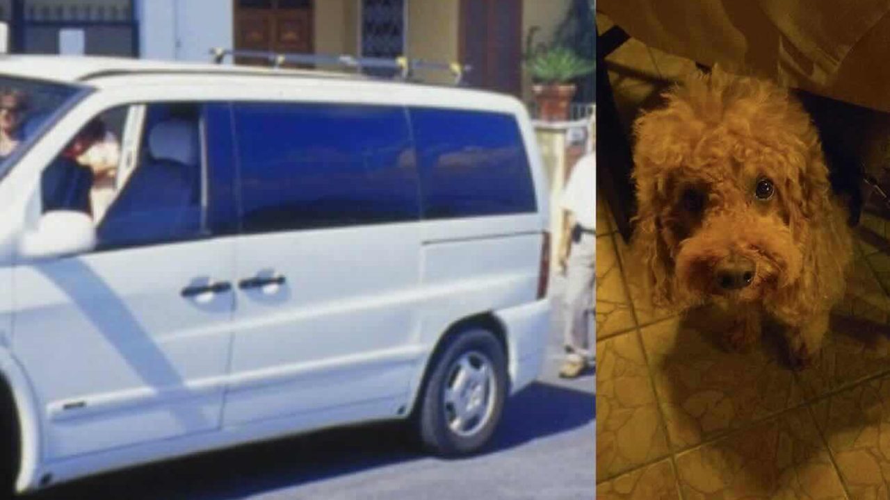 Ischia, coppia privata del taxi per il cane: “Preferiti due turisti”