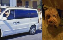 Ischia, coppia privata del taxi per il cane: “Preferiti due turisti”