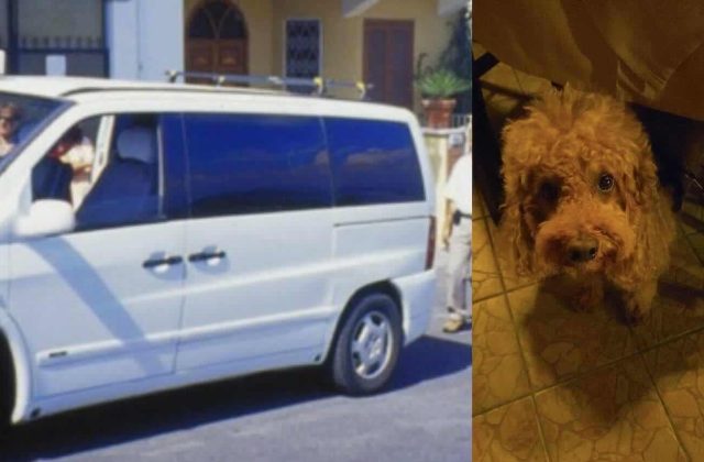 Ischia, coppia privata del taxi per il cane: “Preferiti due turisti”