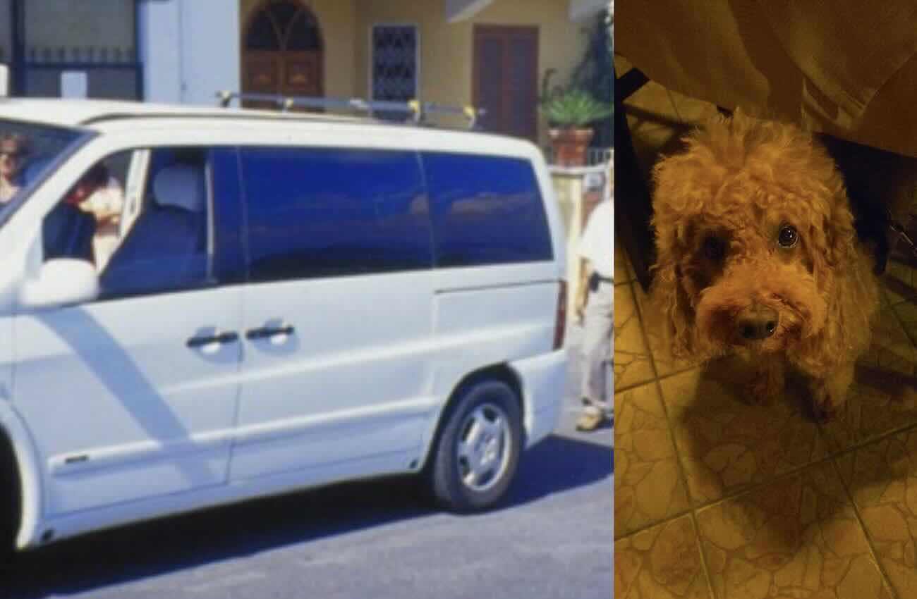 Ischia, coppia privata del taxi per il cane: “Preferiti due turisti”
