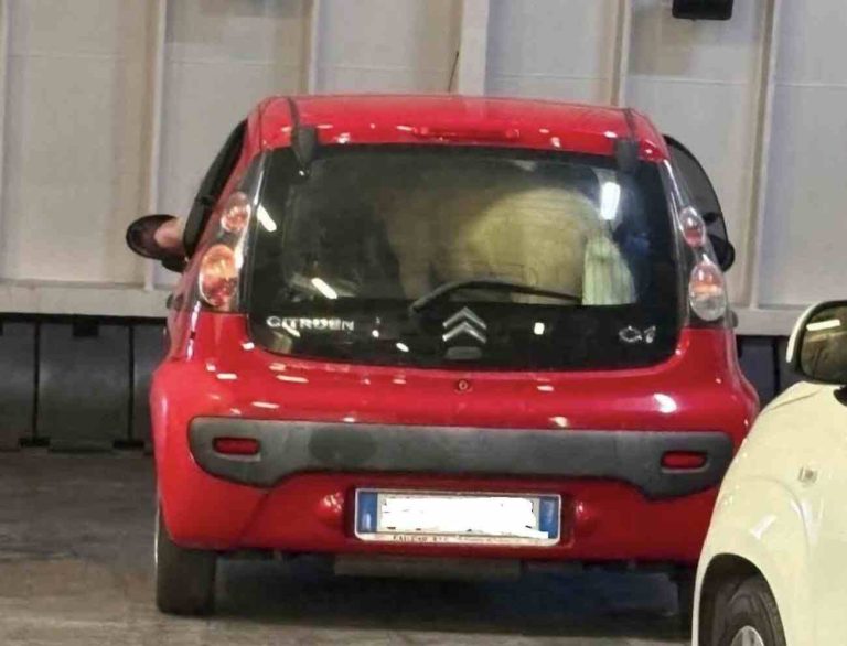Ischia, pony trovato nel bagagliaio di una C1: clamore sul traghetto