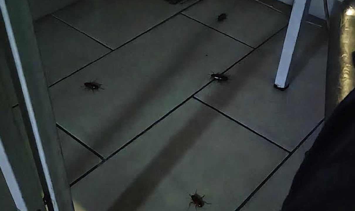 Napoli, infestazione di blatte all’Ospedale del Mare: crescono le preoccupazioni per la sicurezza sanitaria.
