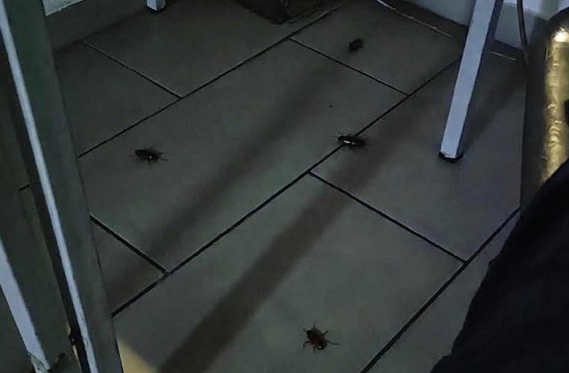 Napoli, infestazione di blatte all’Ospedale del Mare: crescono le preoccupazioni per la sicurezza sanitaria.