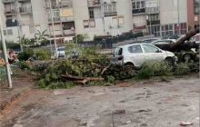 Acerra, maltempo provoca la caduta di un albero su cinque auto in via Paganini