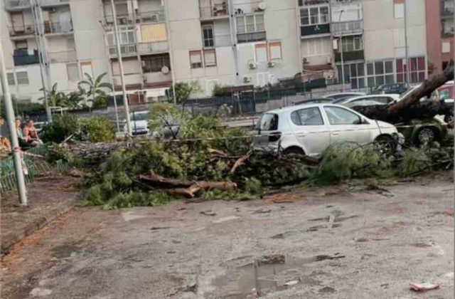 Acerra, maltempo provoca la caduta di un albero su cinque auto in via Paganini
