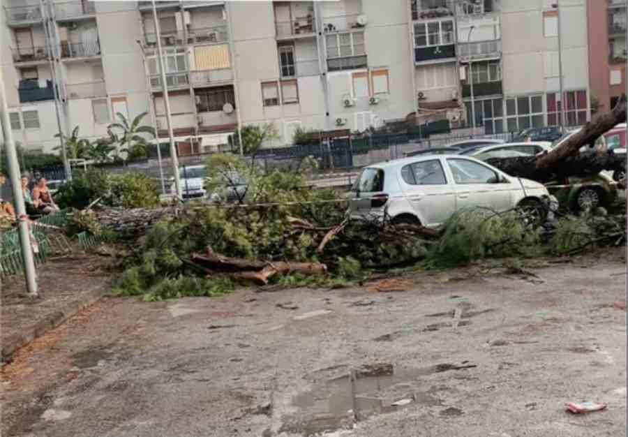 Acerra, maltempo provoca la caduta di un albero su cinque auto in via Paganini
