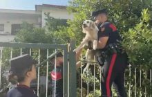 Campi Flegrei, intervento dei vigili del fuoco: salvato un cane intrappolato in un edificio pericolante