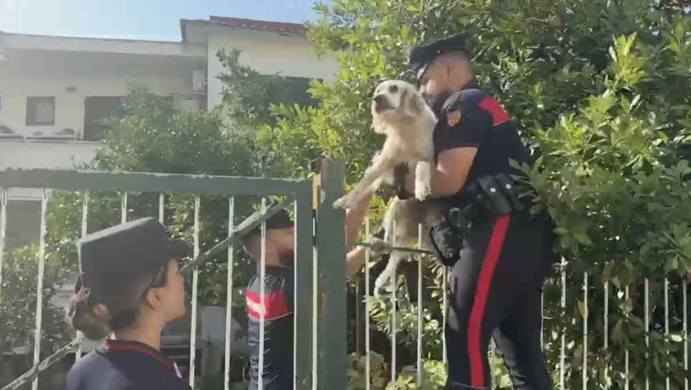 Campi Flegrei, intervento dei vigili del fuoco: salvato un cane intrappolato in un edificio pericolante