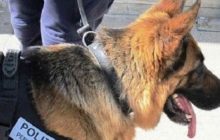 Poggioreale, operativo nel carcere: scoperti quasi due chili di droga e telefoni cellulari