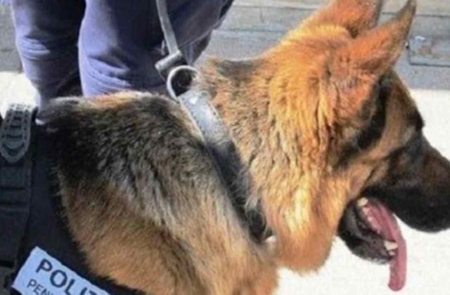 Poggioreale, operativo nel carcere: scoperti quasi due chili di droga e telefoni cellulari