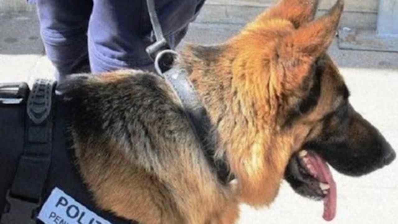 Poggioreale, operativo nel carcere: scoperti quasi due chili di droga e telefoni cellulari