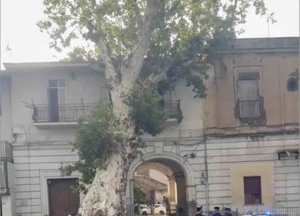 Piazzolla di Nola, platano secolare di Villa Albertini schiantato dal vento