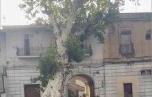 Piazzolla di Nola, platano secolare di Villa Albertini schiantato dal vento