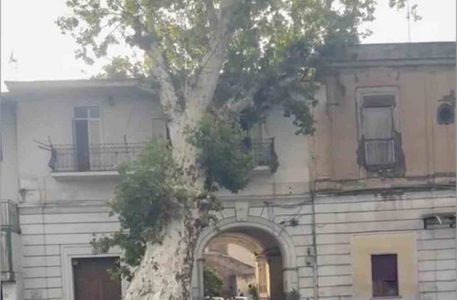 Piazzolla di Nola, platano secolare di Villa Albertini schiantato dal vento