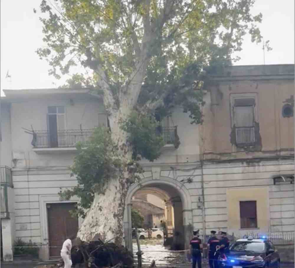 Piazzolla di Nola, platano secolare di Villa Albertini schiantato dal vento