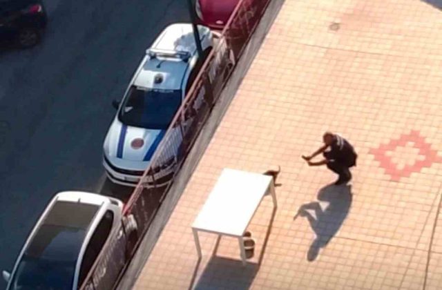 Casoria, tragico abbandono: cane muore sul terrazzo sotto il sole caldo